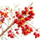 Ароматизатор Ароматик Барбарис